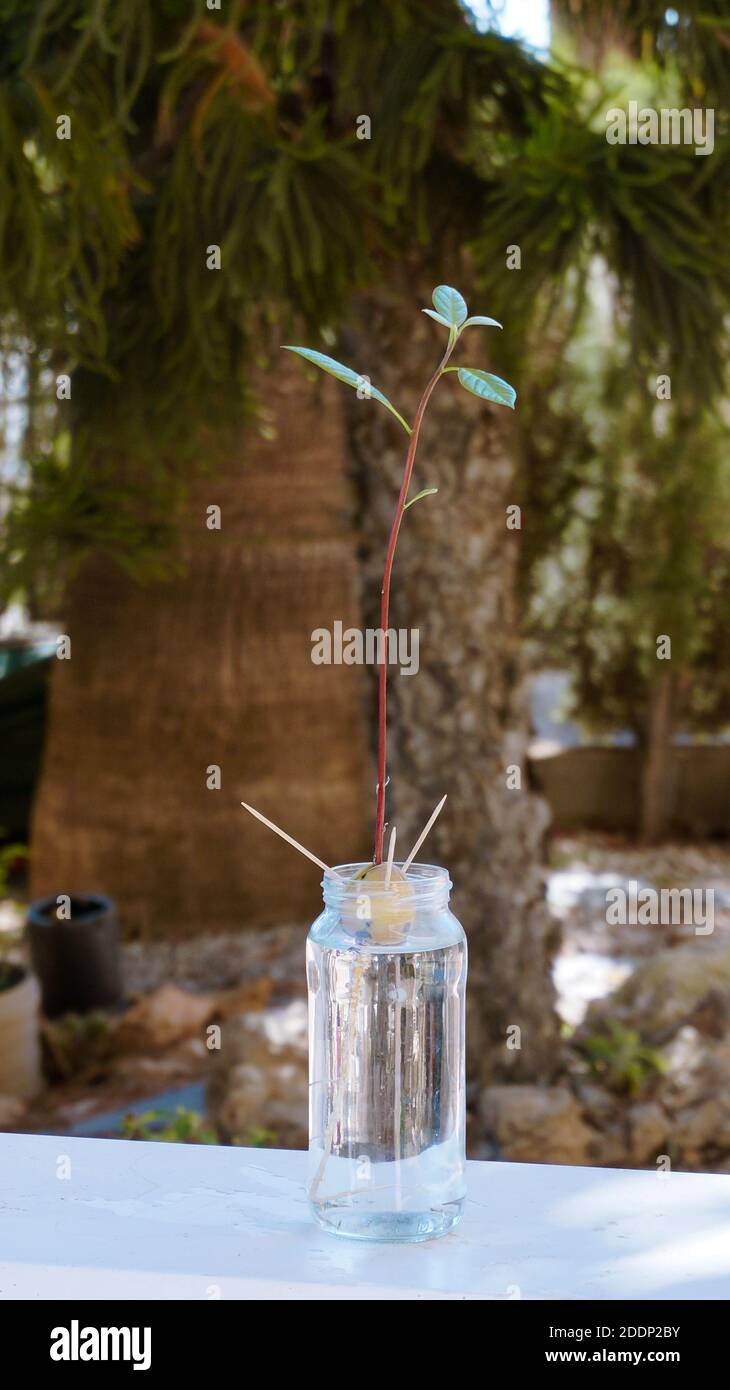 Avocado stem growing from seed in glass bottle. gentle green leaves and strong root. Vertical orientation  Stock Photo