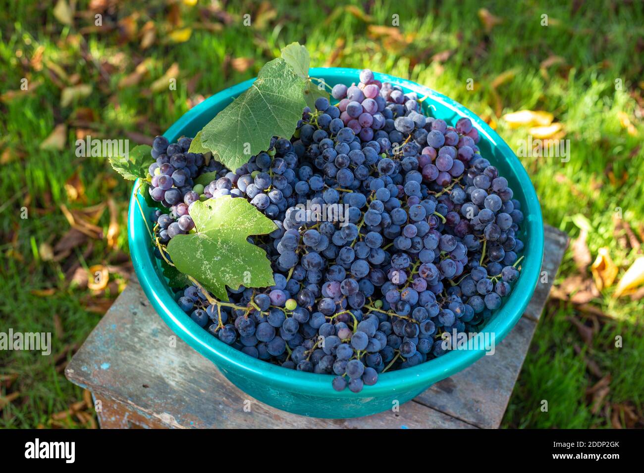 harvest of black ripe Isabella grapes for wine production Stock Photo