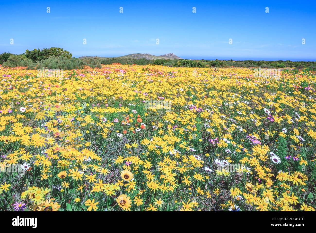 Flower season at West Coast National Park, Cape Town, South Africa Stock Photo
