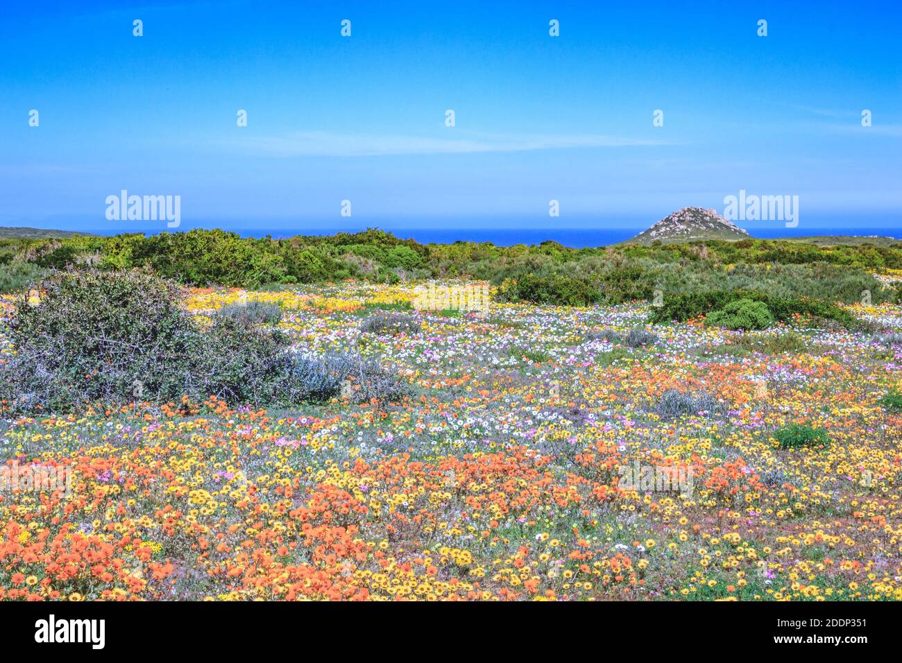 Flower season at West Coast National Park, Cape Town, South Africa Stock Photo