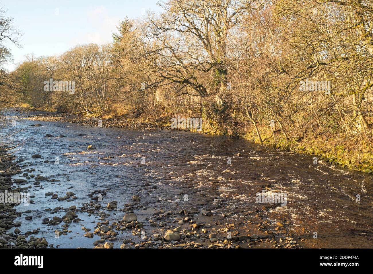 Autumn view of the river Wear at Stanhope, Co. Durham, England, UK Stock Photo