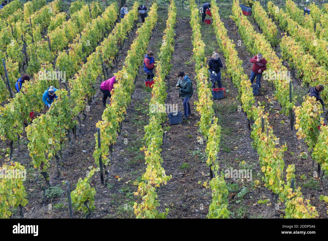 Grape gathering hi-res stock photography and images - Alamy