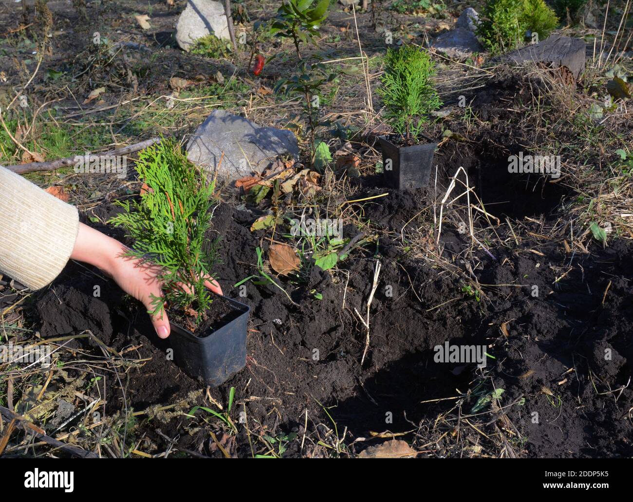 A gardener is planting Thuja occidentalis Smaragd or Emerald Green, American Arborvitae saplings from pots into soil in the flowerbed, backyard of the Stock Photo