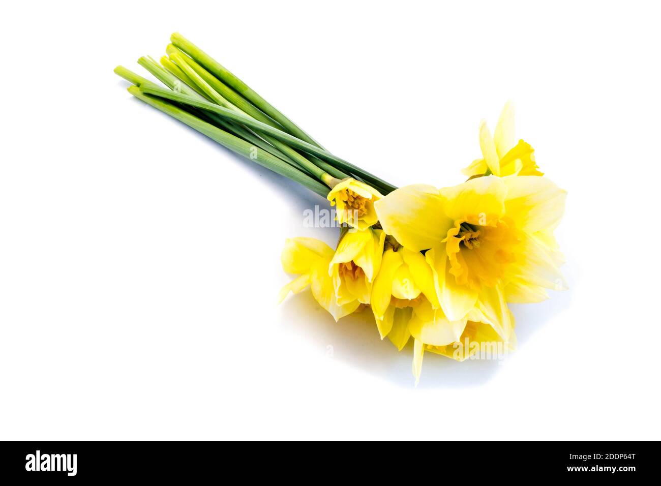 daffodils isolated on white background Stock Photo - Alamy