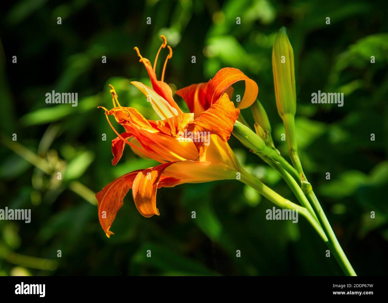 Photo of orange flower hi-res stock photography and images - Alamy