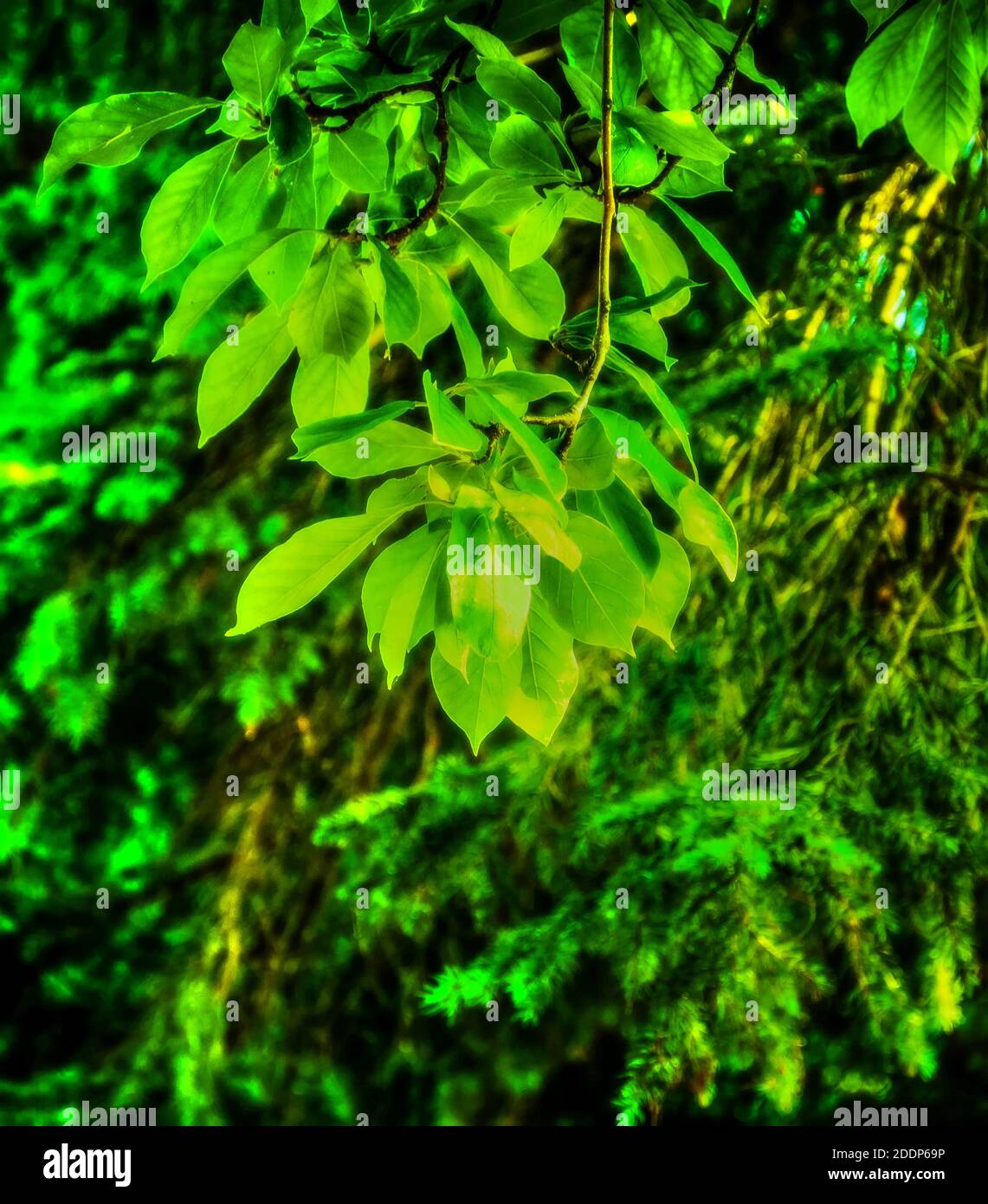 Magnolia tree foilage after spring flowering Stock Photo