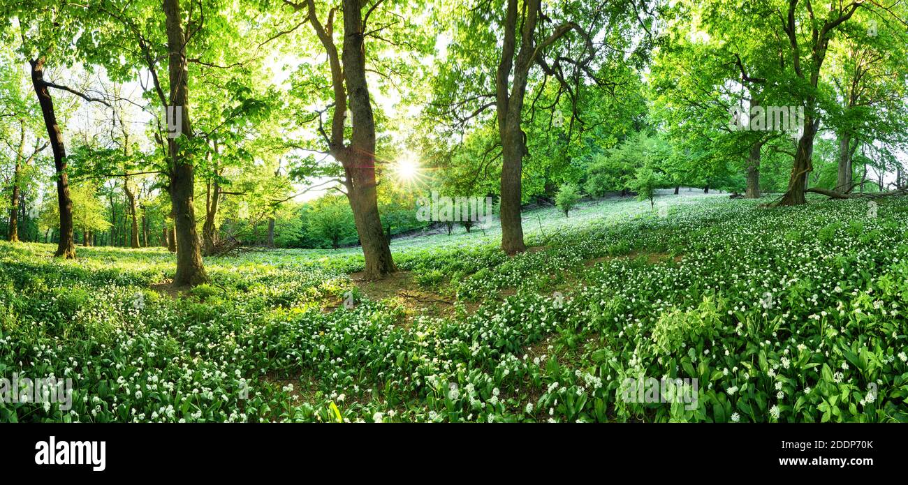 Spring forest with blooming white flowers and sun. Wild garlic - Carpathian mountain Stock Photo