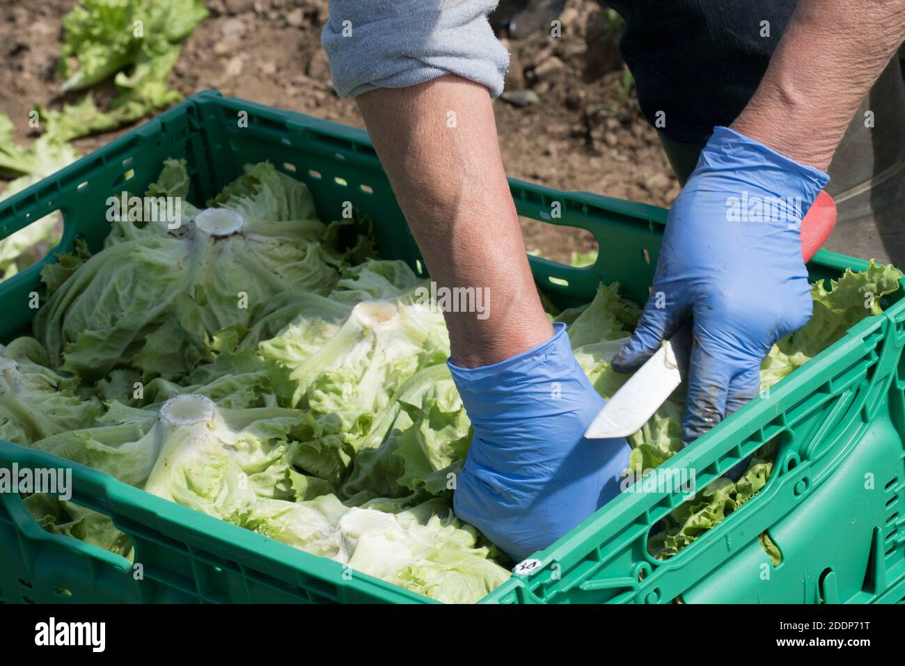 fresh lettuce in a box, transport logistics for salad after harvest