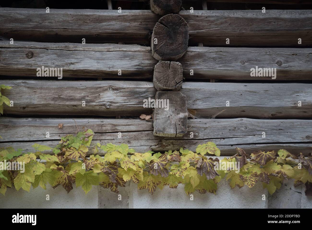 a wood connection or timber joint on a log house Stock Photo - Alamy