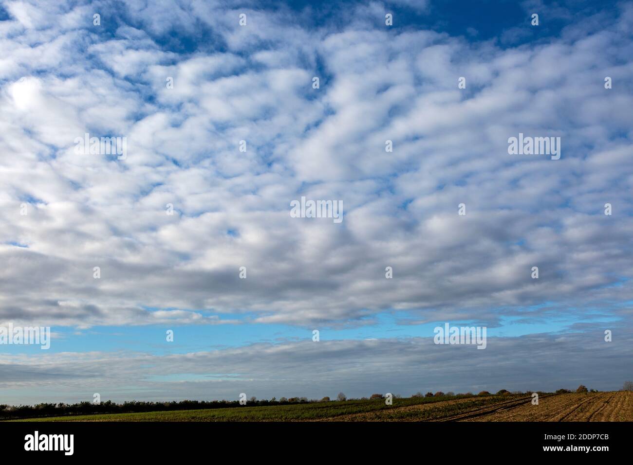 Mackerel sky cloud formation above landscape in Suffolk Sandlings AONB, England, UK Stock Photo