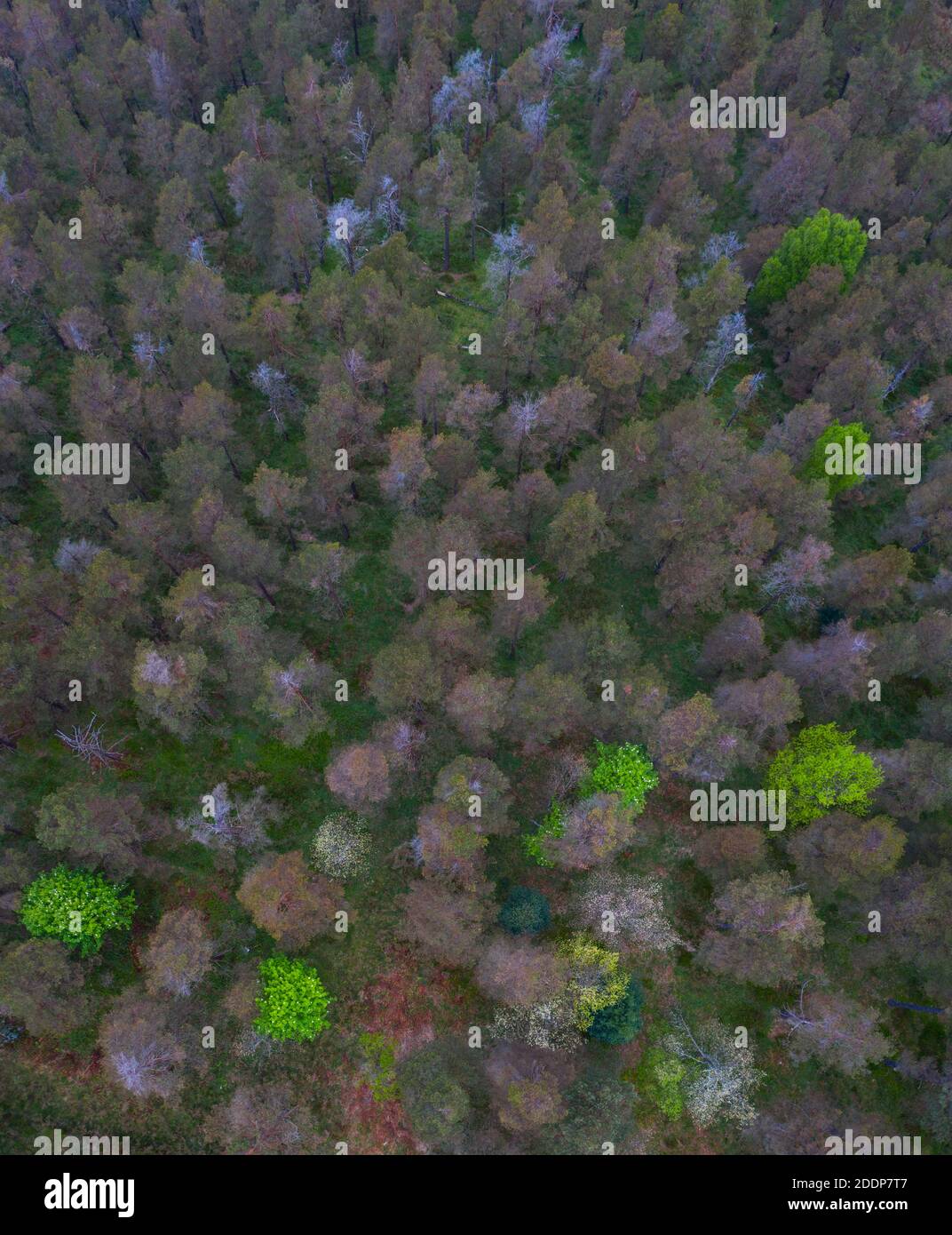 Merindad de montija hires stock photography and images Alamy