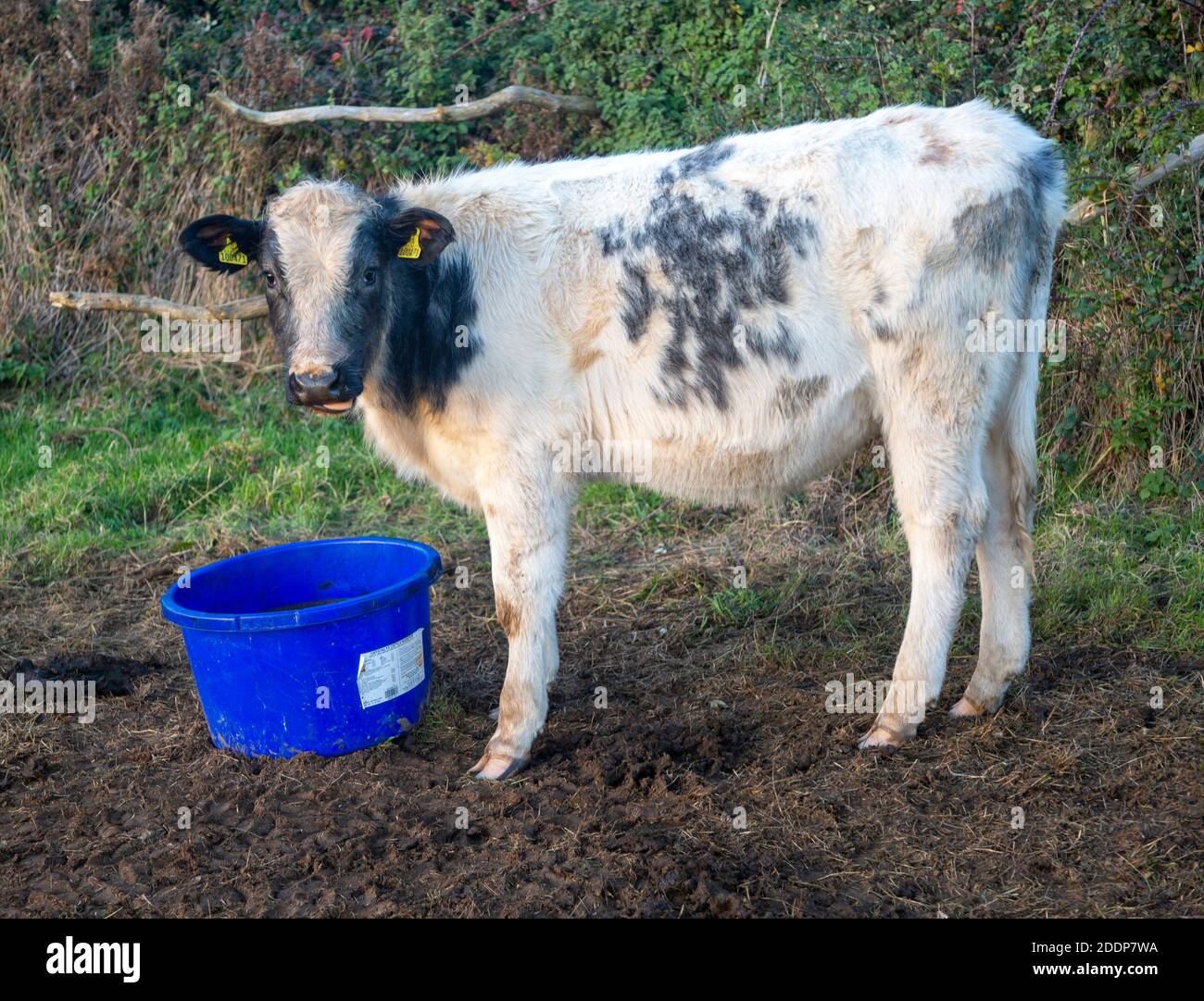 Young bullock calf standing next to blue bucket of cattle feed