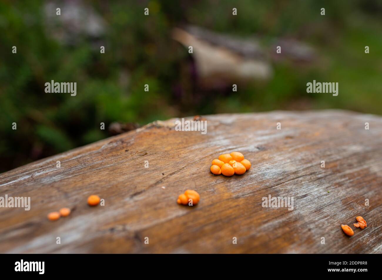 An orange slime mold on a fallen trunk on a rainy day in late summer (Brittany, France) Stock Photo