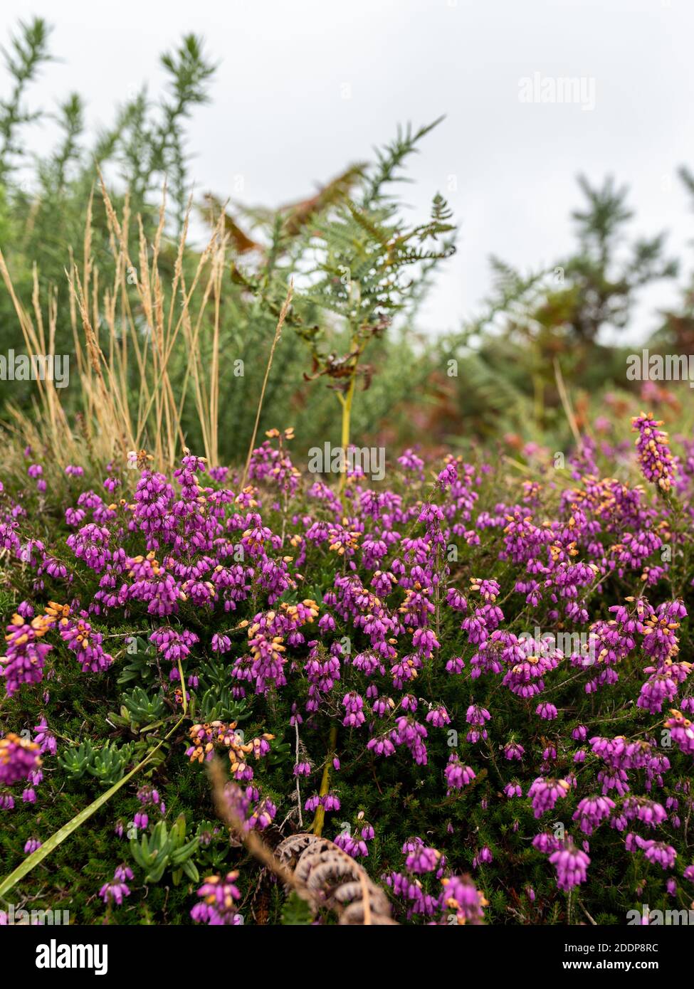 Closeup of flowering heather on a cloudy day in late summer Stock Photo