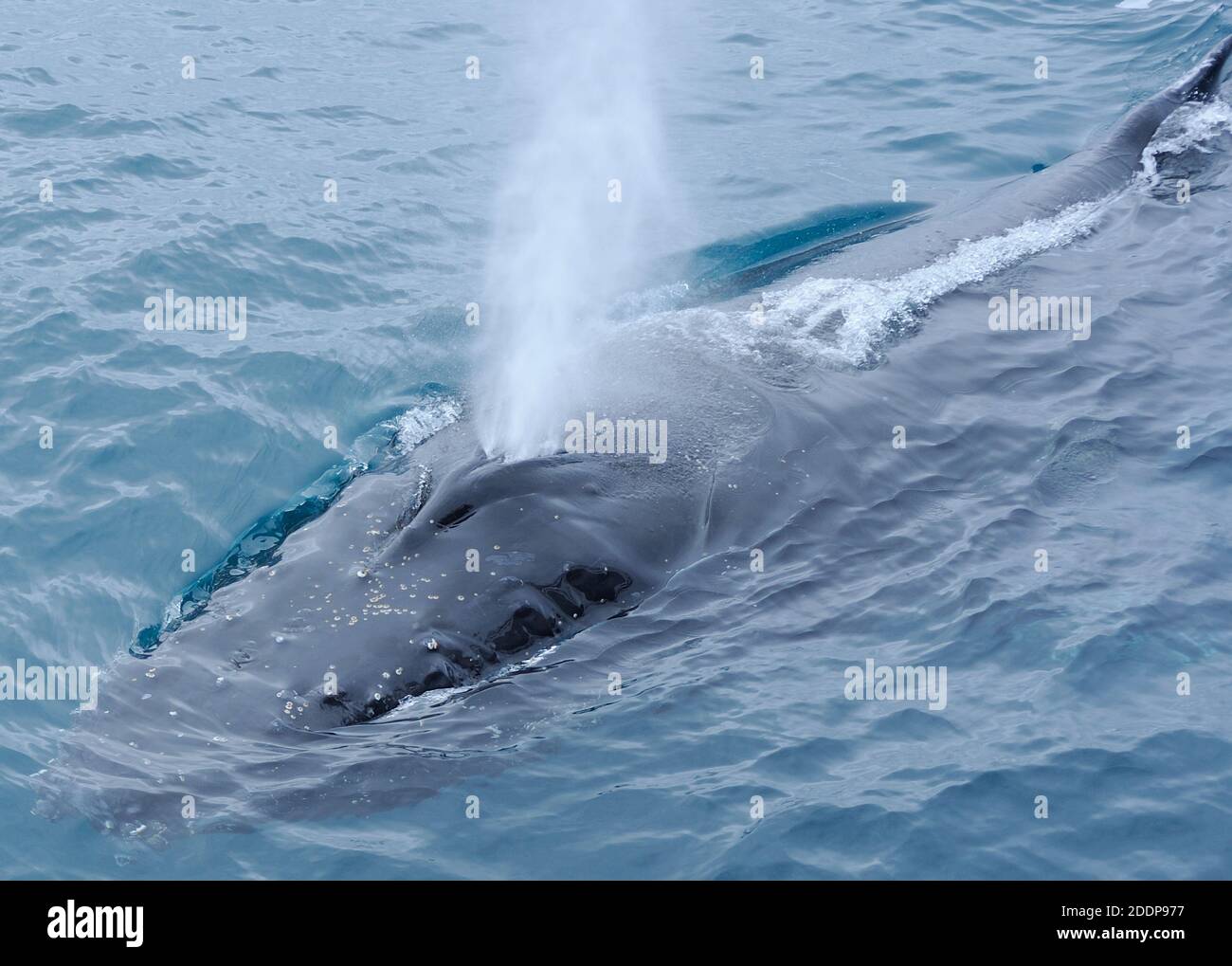 Whale blow hole hi-res stock photography and images - Alamy