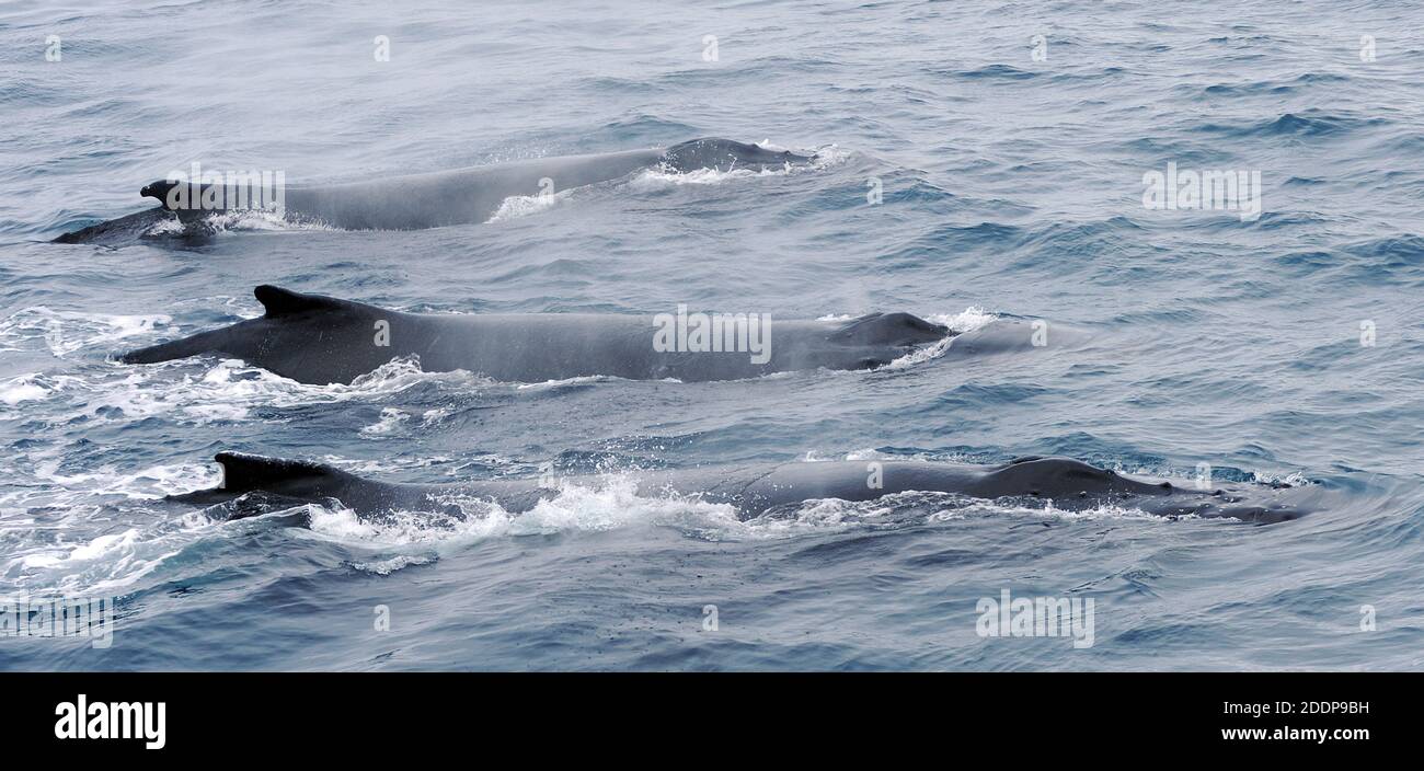 Humpback whale blow hole hi-res stock photography and images - Alamy