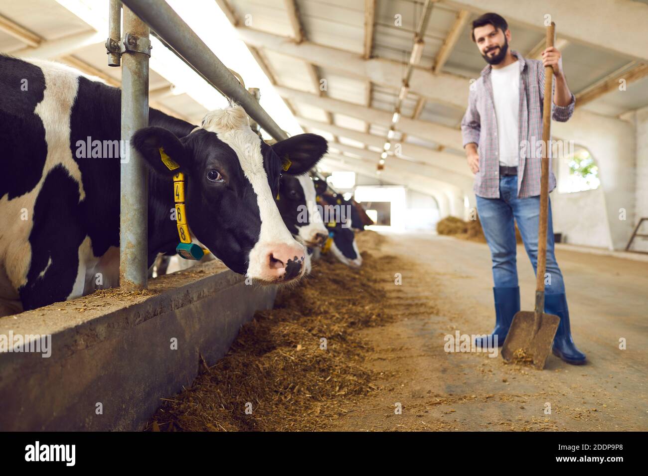 Cow with ear tag looking at camera standing in stable in barn with happy  farm worker in background Stock Photo - Alamy