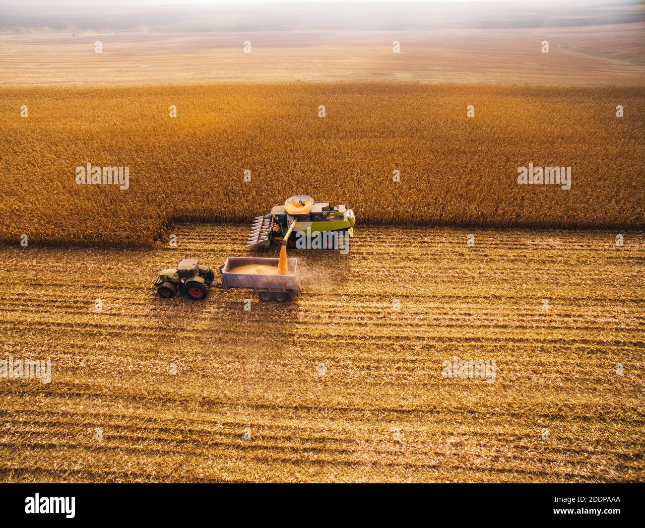 Harvesting Corn in the Green Big Field. Aerial View over Automated ...