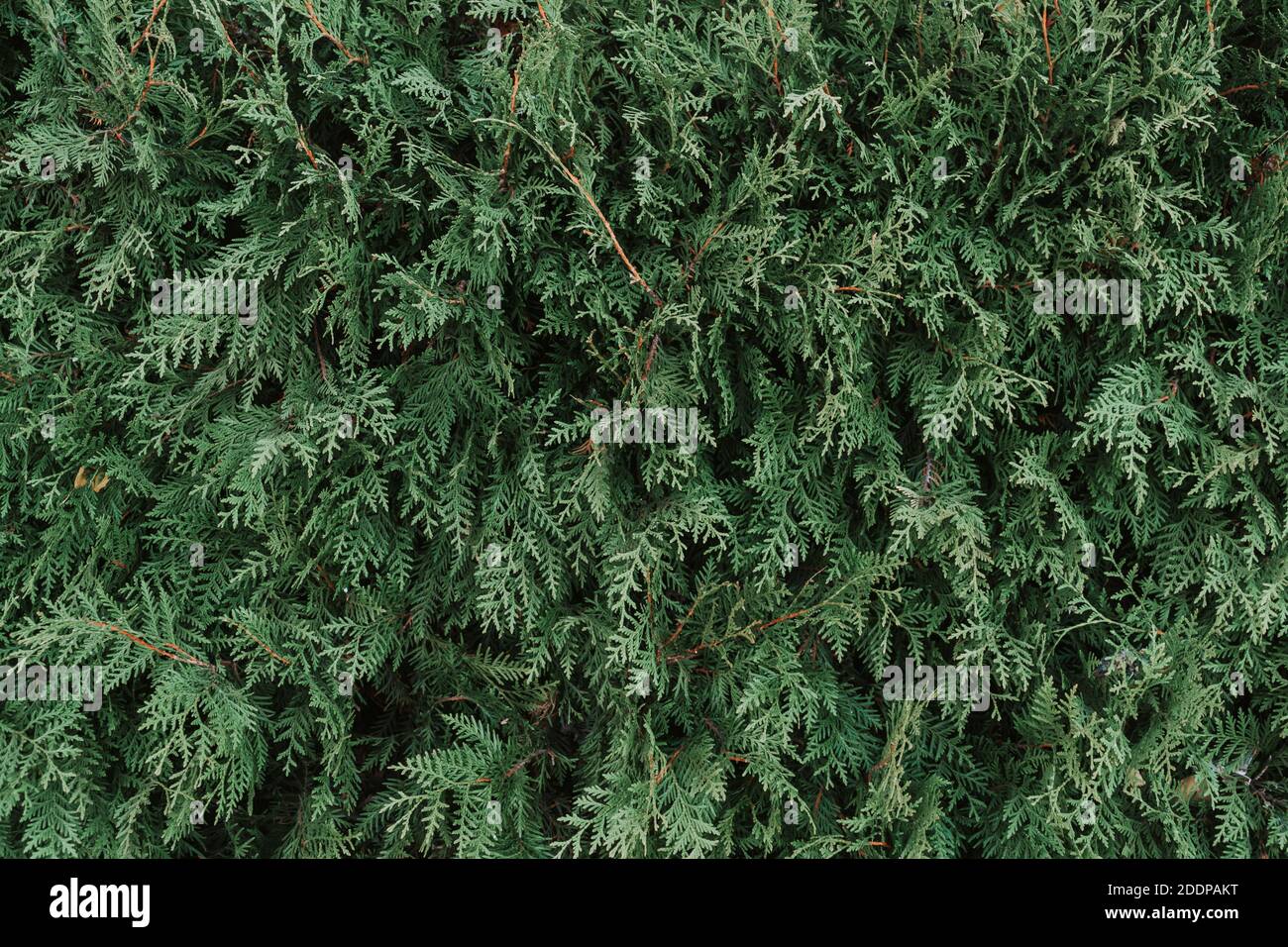 Texture of a green plant close-up, part of a thuja Stock Photo