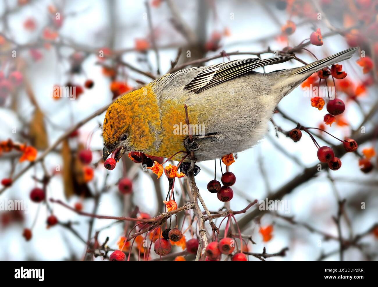 Common Rosefinch female or Carpodacus erythrinus winter berries feeding. Colorful wild songbird on tree branch with red berry eating. Birdwatching for Stock Photo