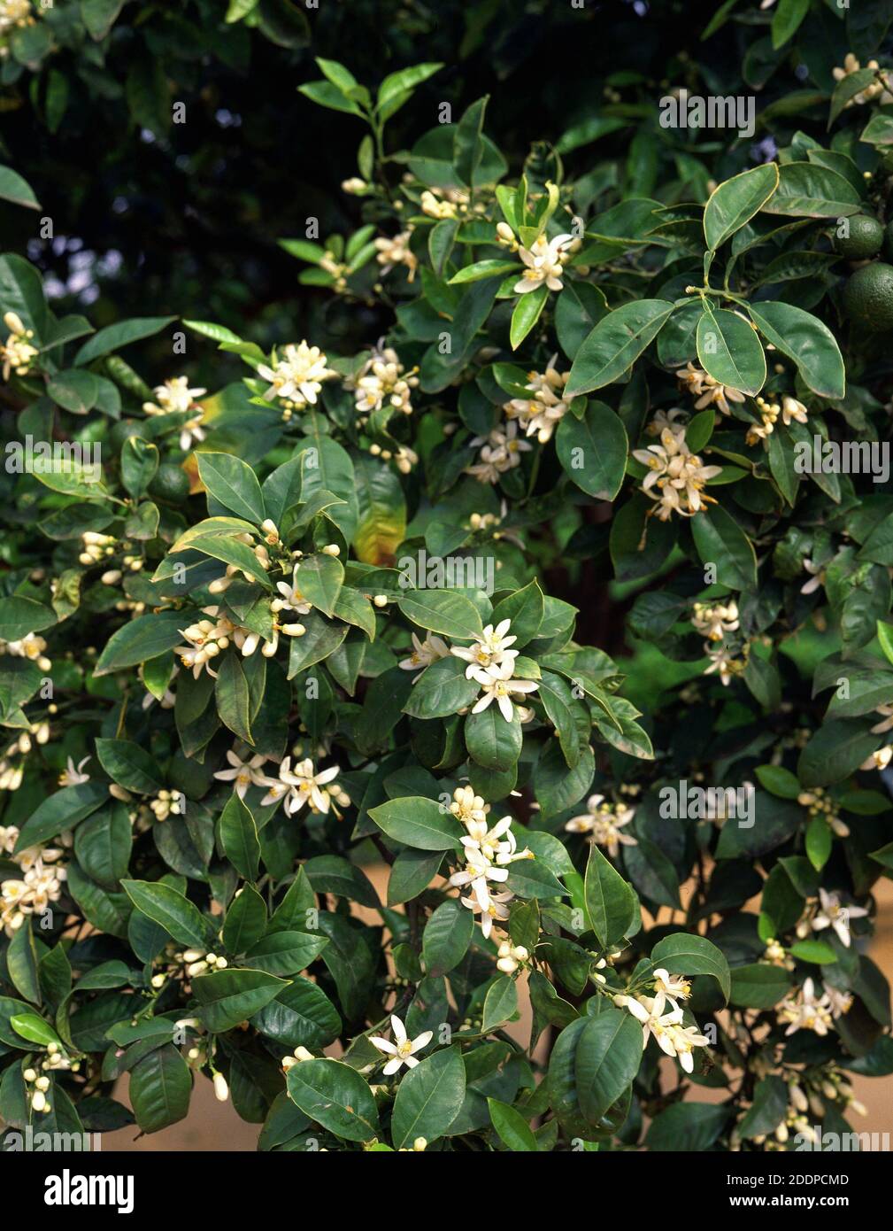 Planta de jardines hi-res stock photography and images - Alamy