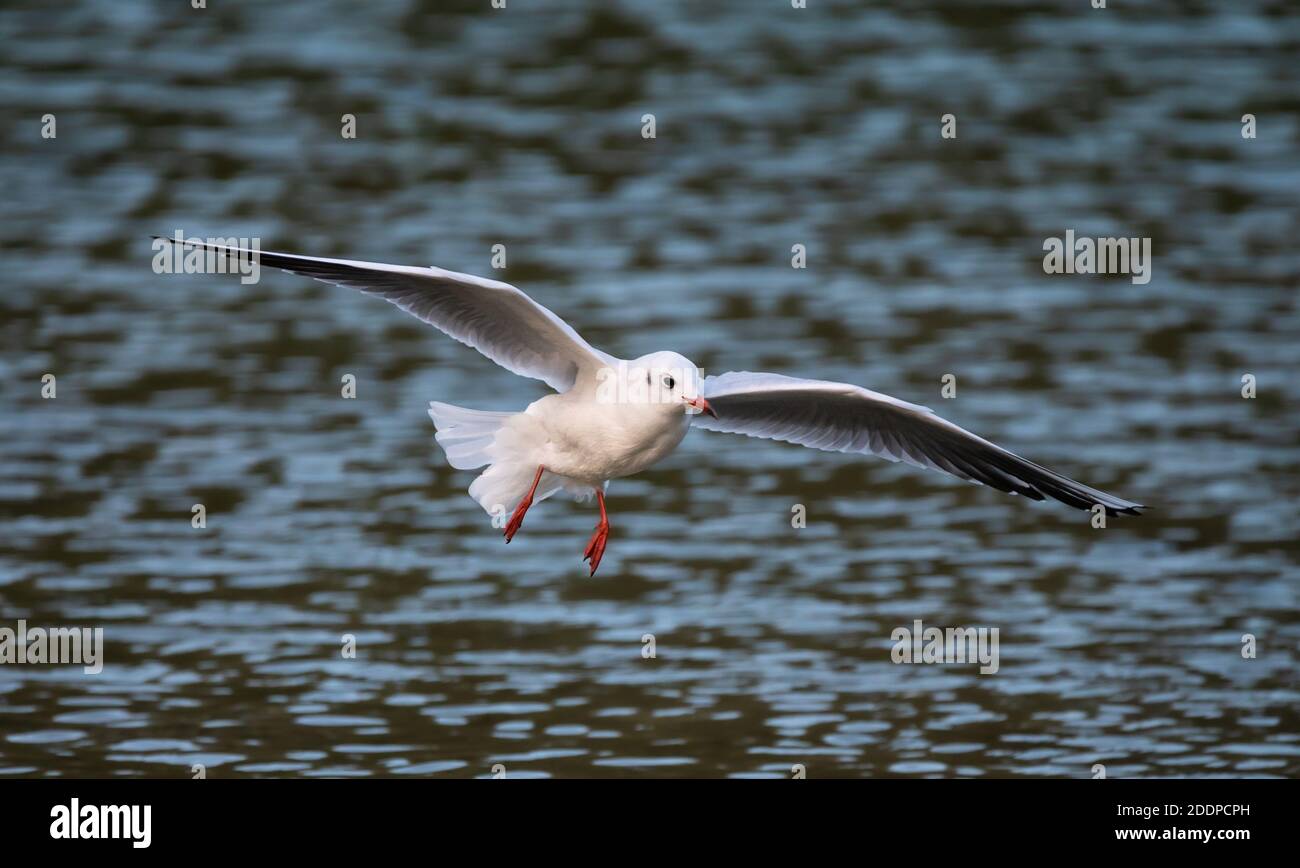 Black headed gull (Chroicocephalus ridibundus) with wings stretched out flying low over water in Autumn in the UK. Seagull in flight. Stock Photo