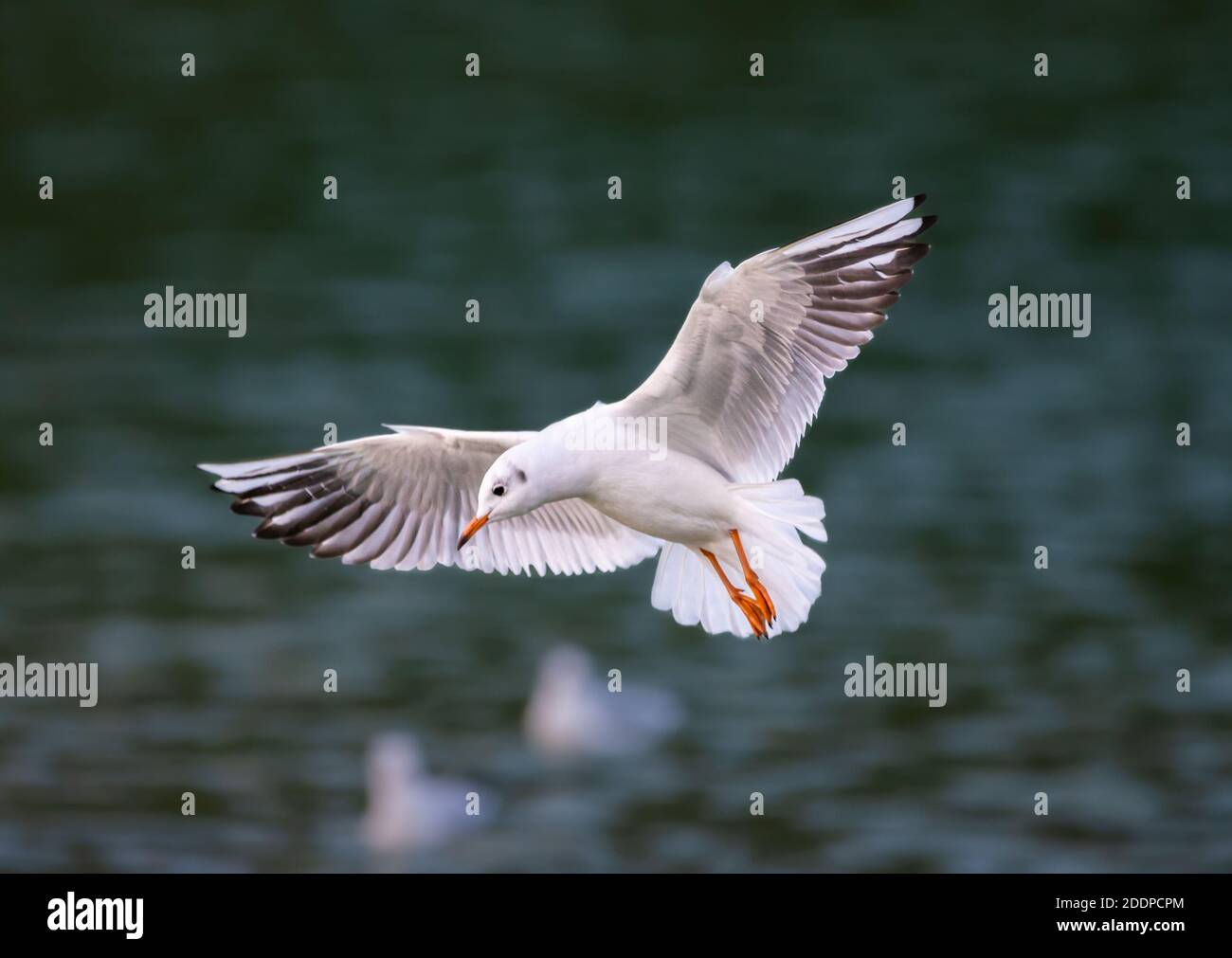Black headed gull (Chroicocephalus ridibundus) with wings stretched out flying low over water in Autumn in the UK. Seagull in flight. Stock Photo