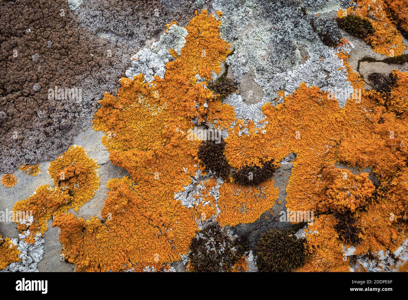 small different lichens on rocks Stock Photo