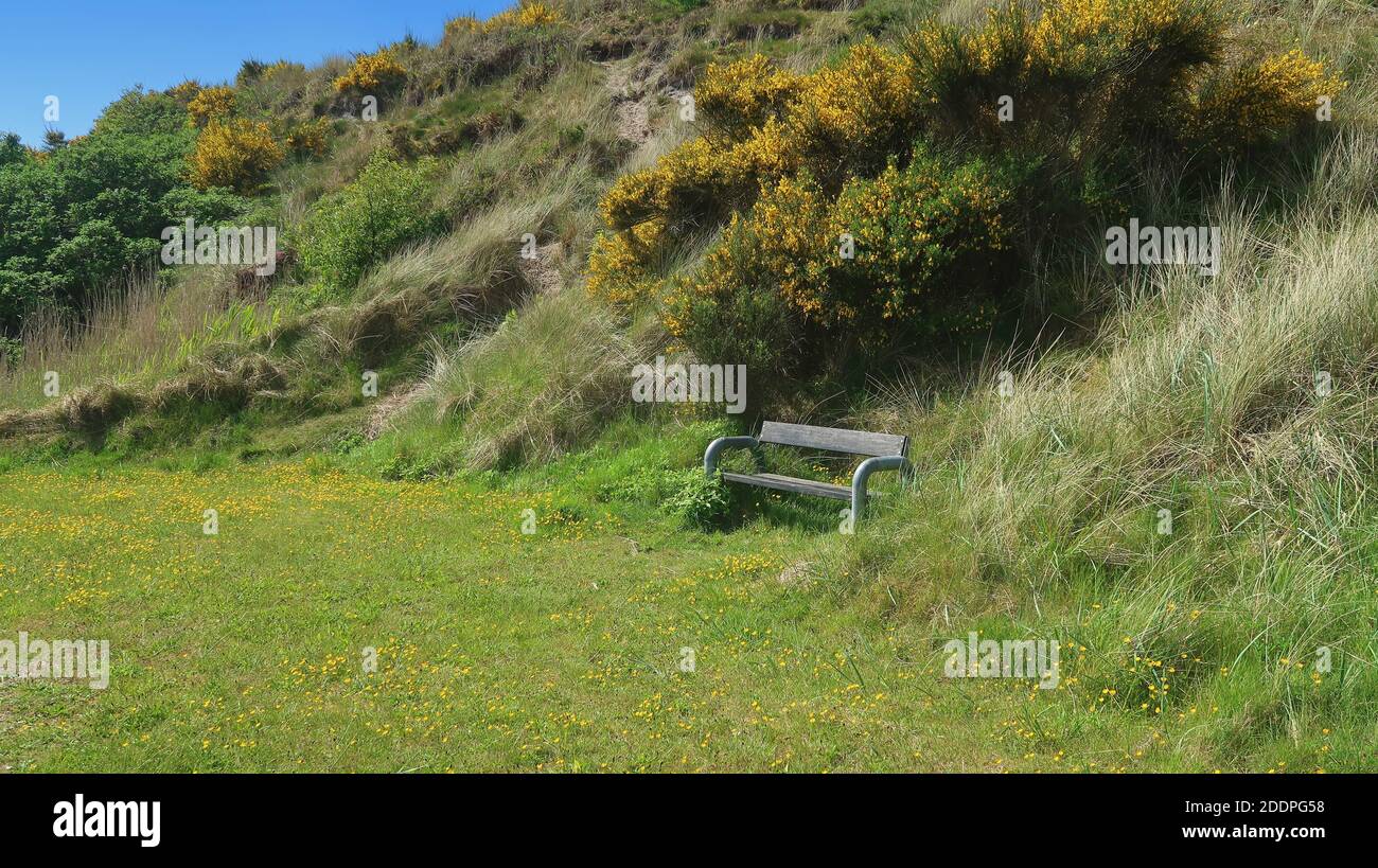 bench at the coastline with yellow genista Stock Photo