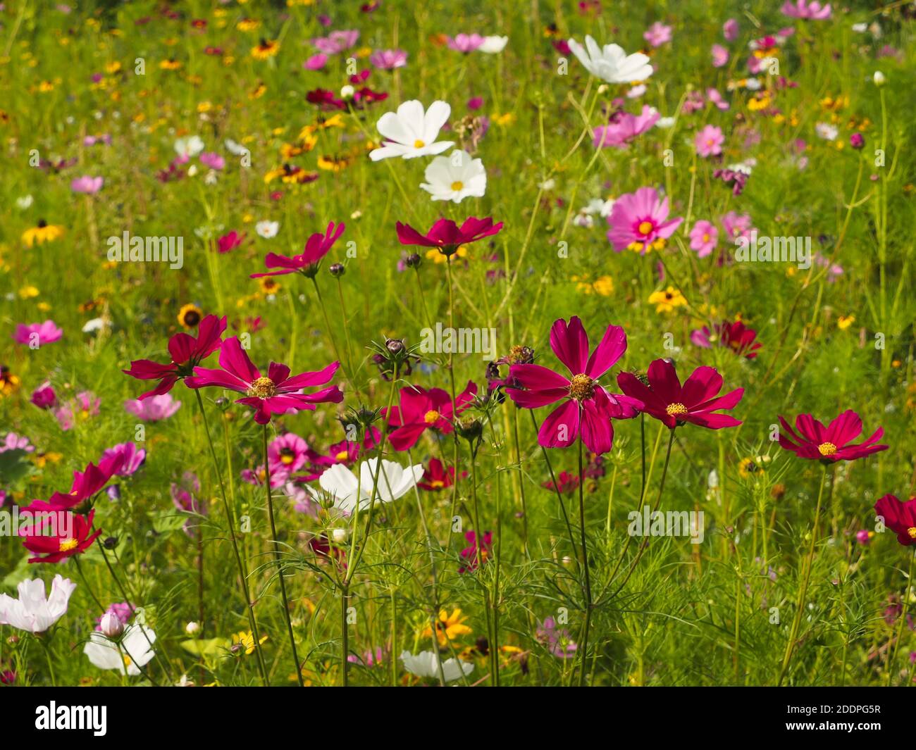 Selection of  red pink and white Cosmos flowers in a summer meadow in Große Wallanlagen Hamburg Germany Stock Photo