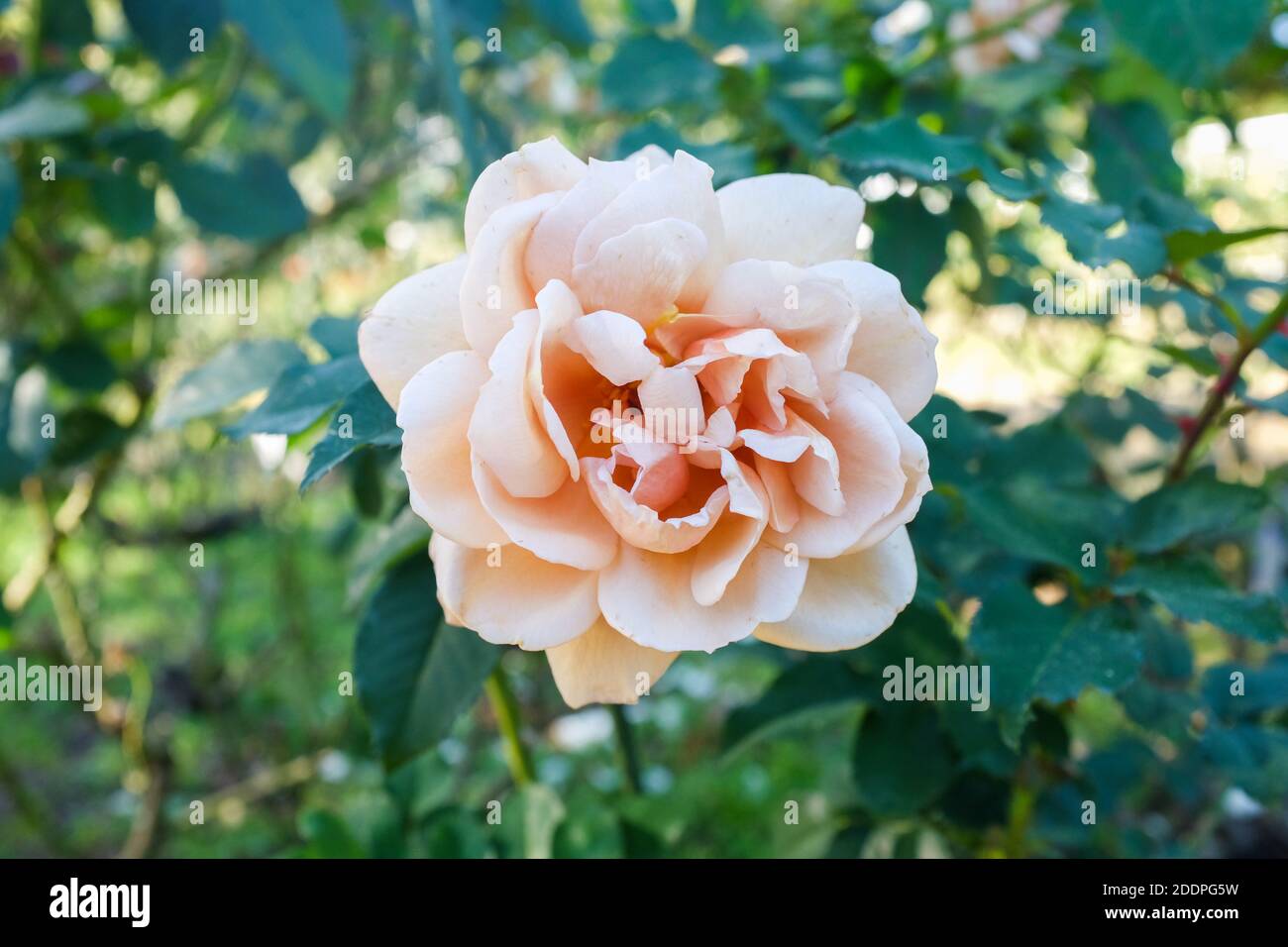 Cafe Latte rose. Stock Photo