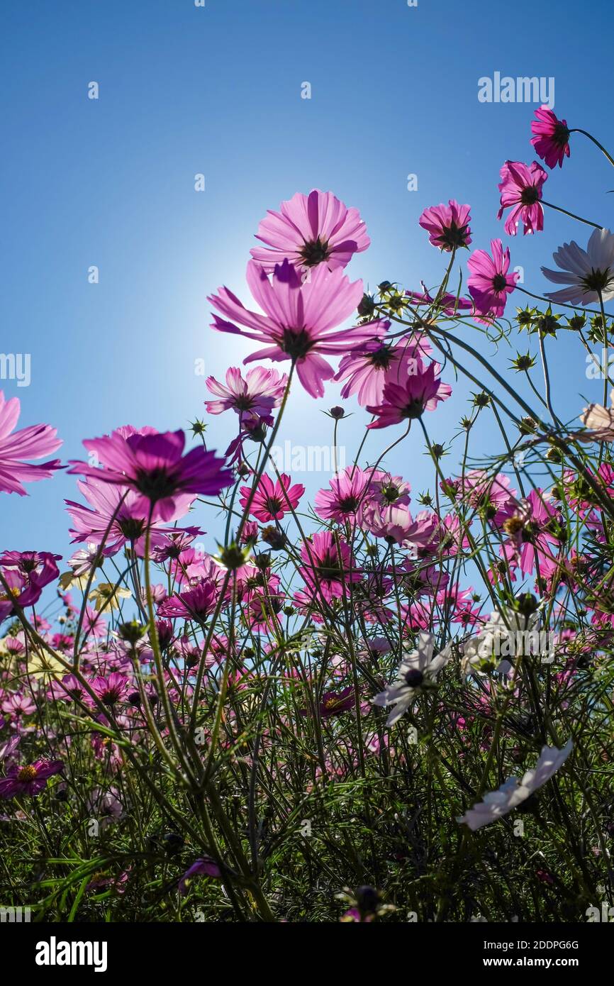 Cosmos flowers against a blue sky Stock Photo - Alamy