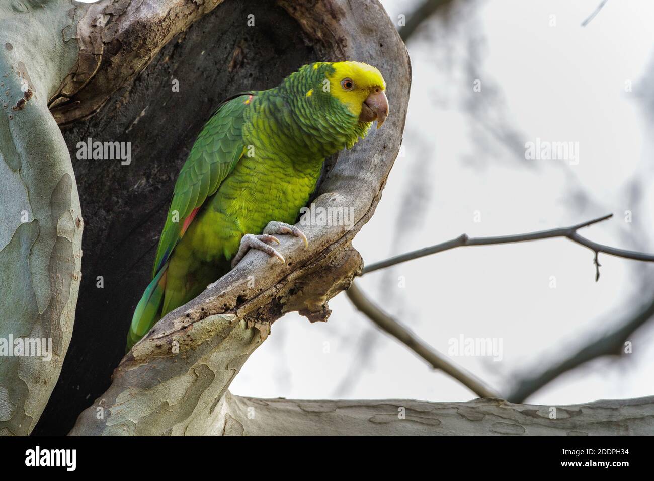 yellow-headed amazon, yellow-headed parrot, double yellow-headed amazon  (Amazona oratrix), sits on a branch, Germany, Baden-Wuerttemberg Stock  Photo - Alamy