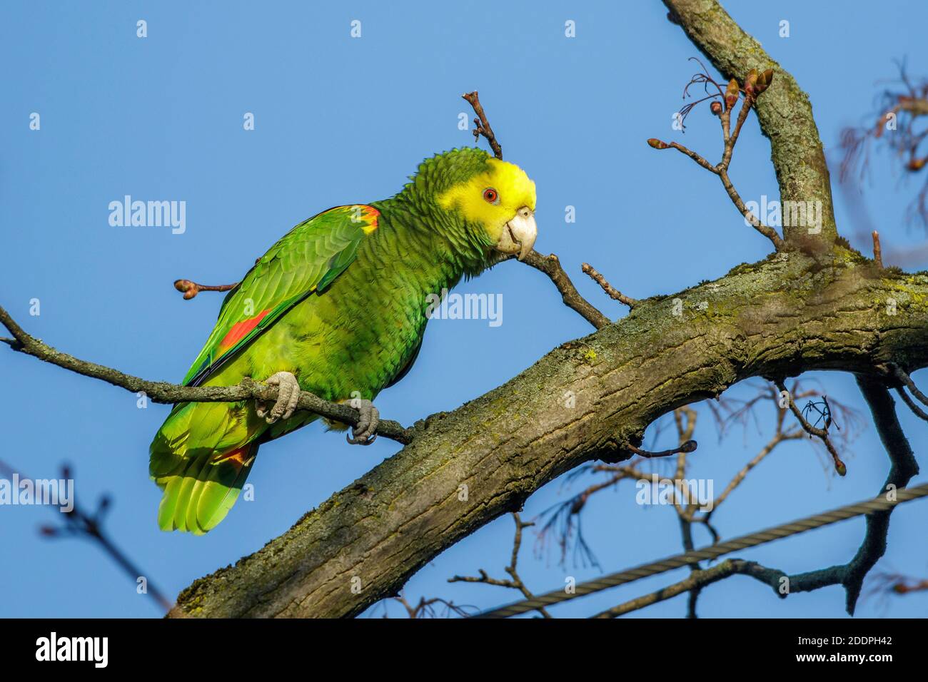 yellowheaded amazon, yellowheaded parrot, double yellowheaded amazon