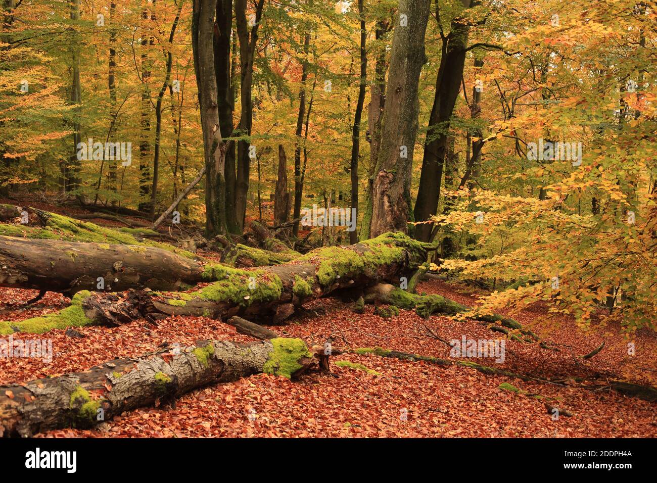 common beech (Fagus sylvatica), beech forest in autumn, Germany, Bavaria, Spessart, NSG Rohrberg Stock Photo