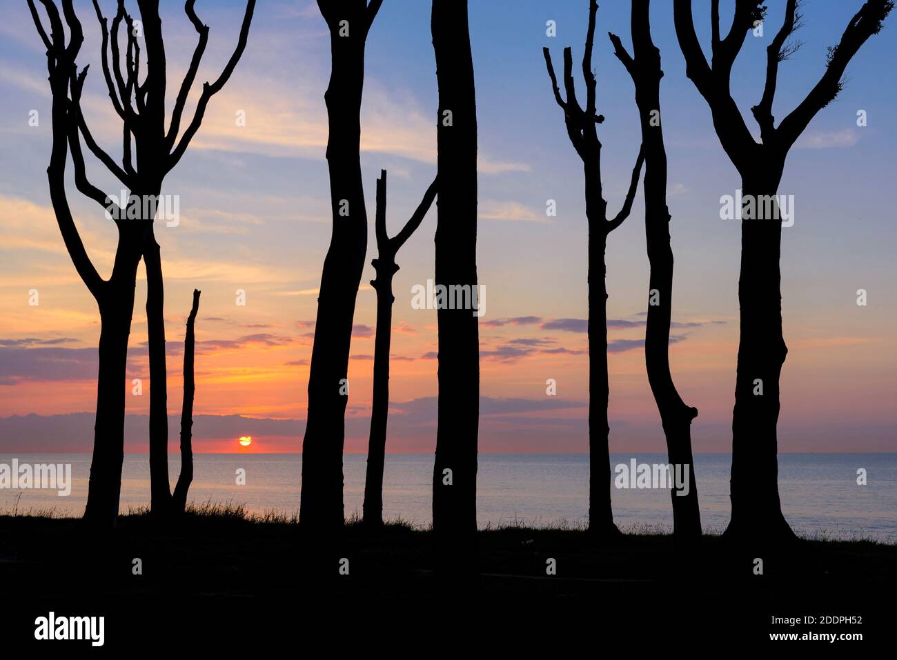 ghost forest Nienhagen at the Baltic Sea in the evening, beech forest, Germany, Mecklenburg-Western Pomerania, Nienhagen Stock Photo