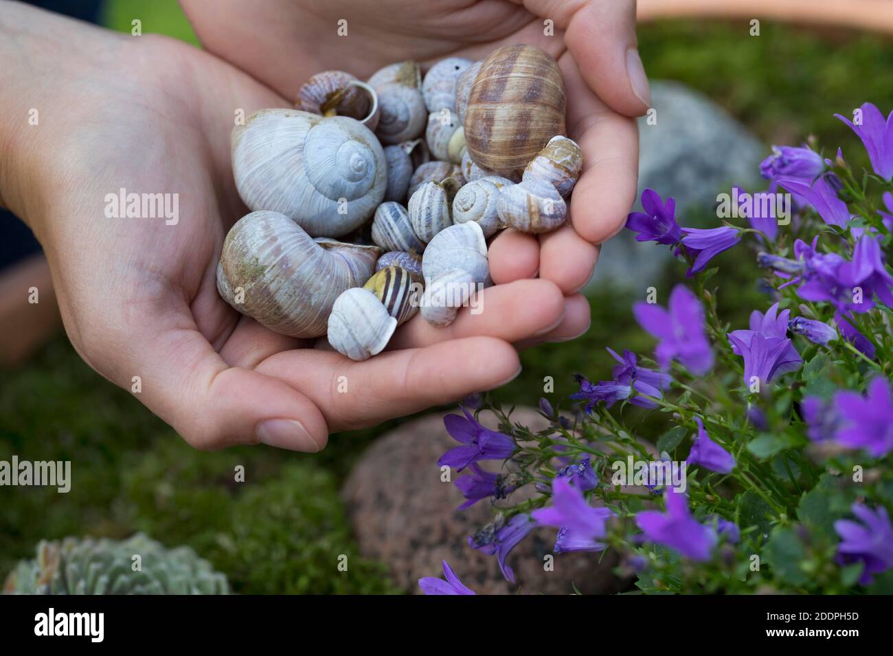 making an insect hotel with empty snail-shells, decorated with flowers, Germany Stock Photo