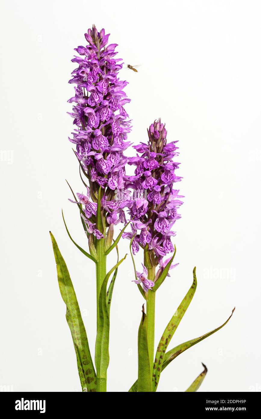 southern marsh-orchid (Dactylorhiza praetermissa), hoverfly approaching an inflorescence, Germany, Lower Saxony Stock Photo
