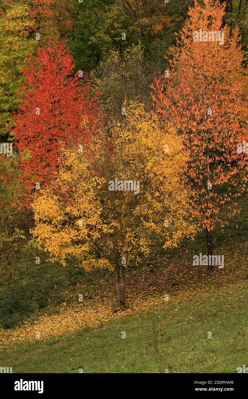 Wild cherry, Sweet cherry, gean, mazzard (Prunus avium), wild cherry with autumn colours, Germany, Baden-Wuerttemberg Stock Photo