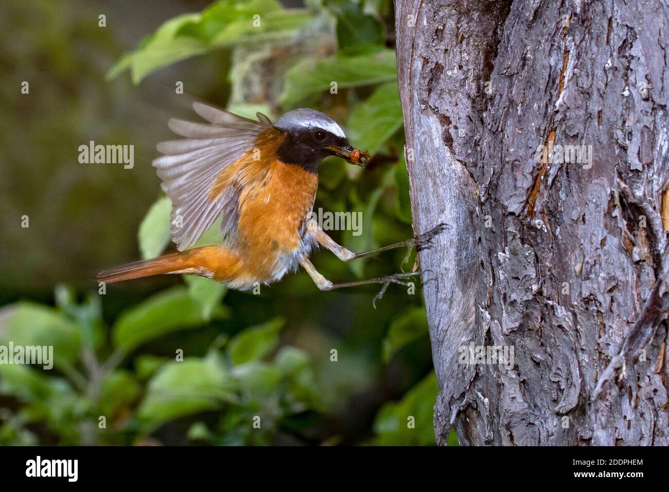 common redstart (Phoenicurus phoenicurus), male landing at the nest hole with an insect in the bill, Germany, Baden-Wuerttemberg Stock Photo