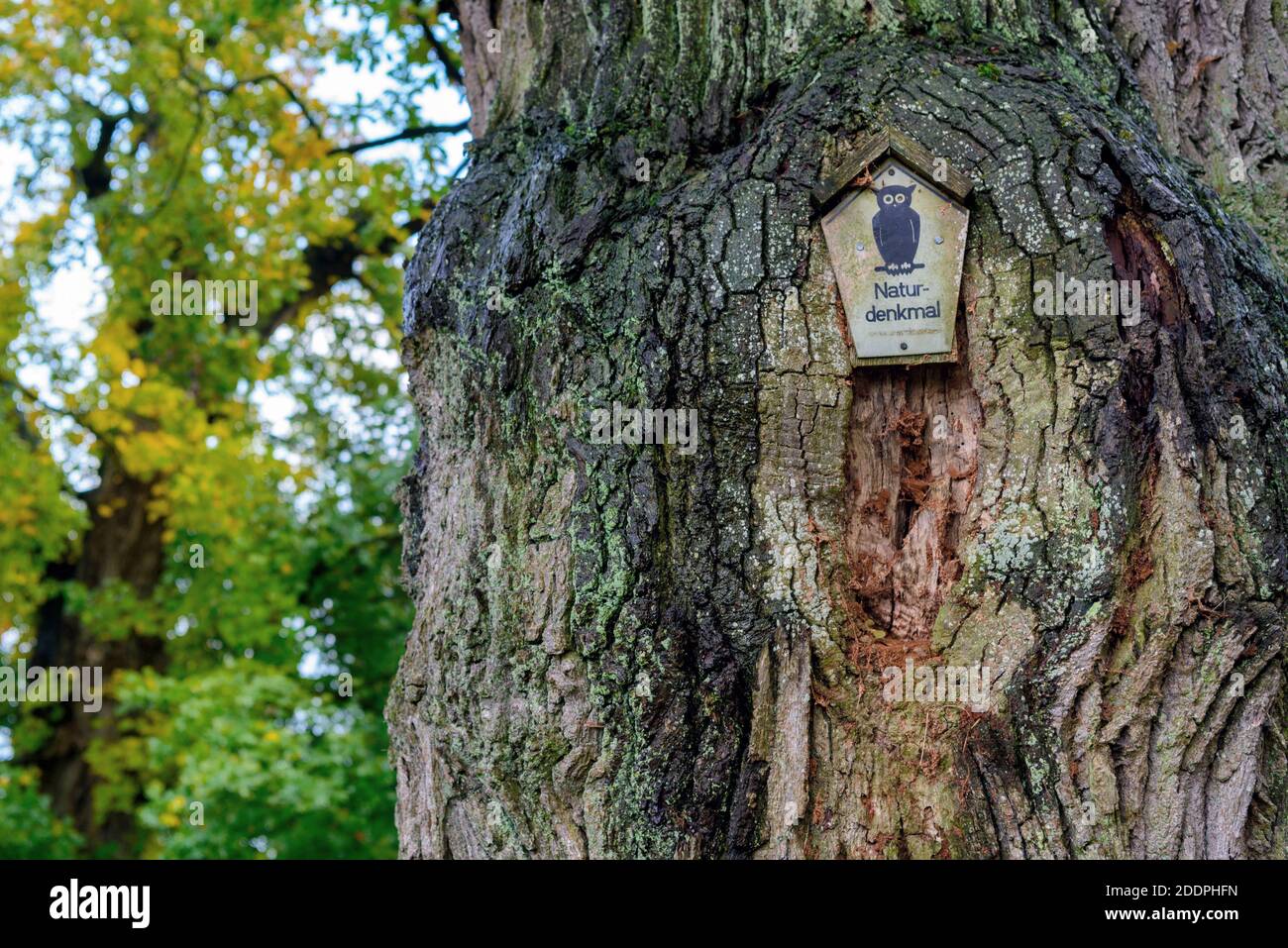 oak (Quercus spec.), old oak in Luettenhagen, Germany, Mecklenburg-Western Pomerania, Muritz Nationalpark, Feldberger Seenlandschaft Stock Photo