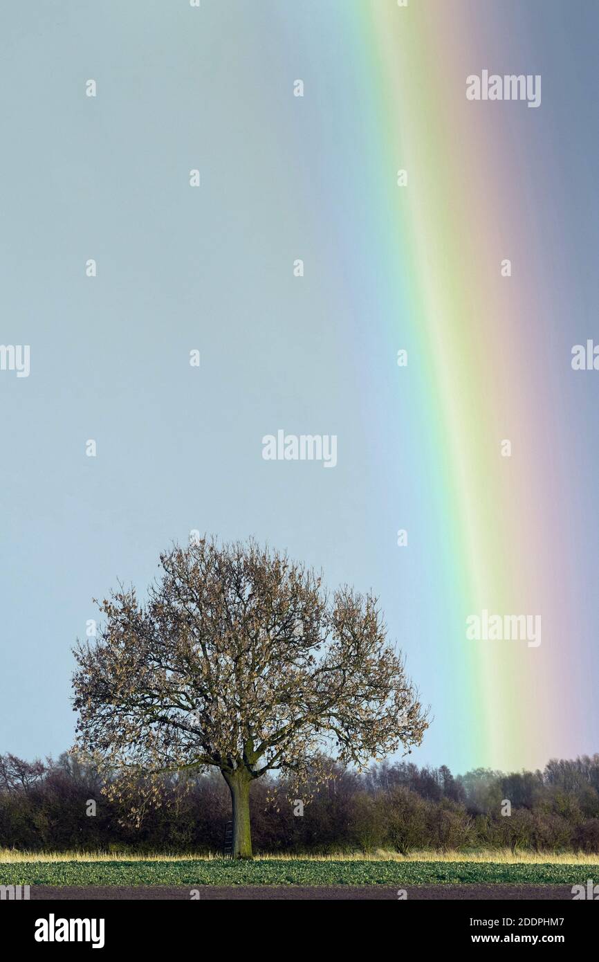 oak (Quercus spec.), oak with rainbow, Germany, Lower Saxony Stock Photo