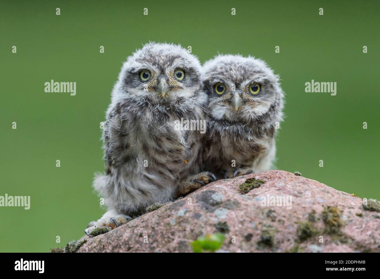 little owl (Athene noctua), two young little owls perching together on a stone, Germany, Lower Saxony Stock Photo