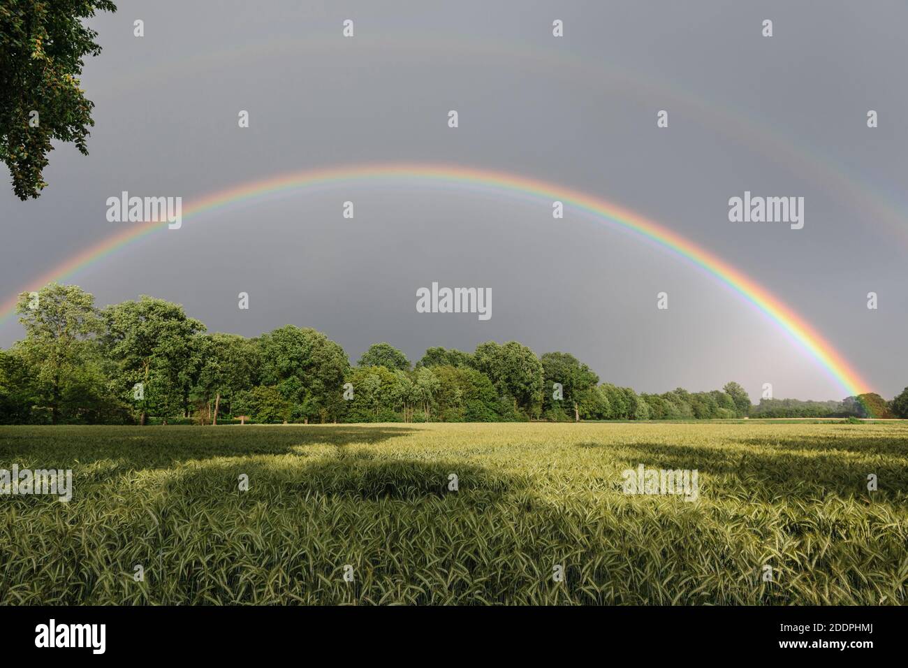 double rainbow over a grain field, Germany, Lower Saxony, Oldenburger Muensterland Stock Photo