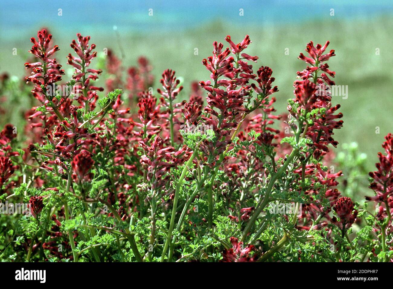 common fumitory, drug fumitory (Fumaria officinalis), blooming, France, Alsace Stock Photo