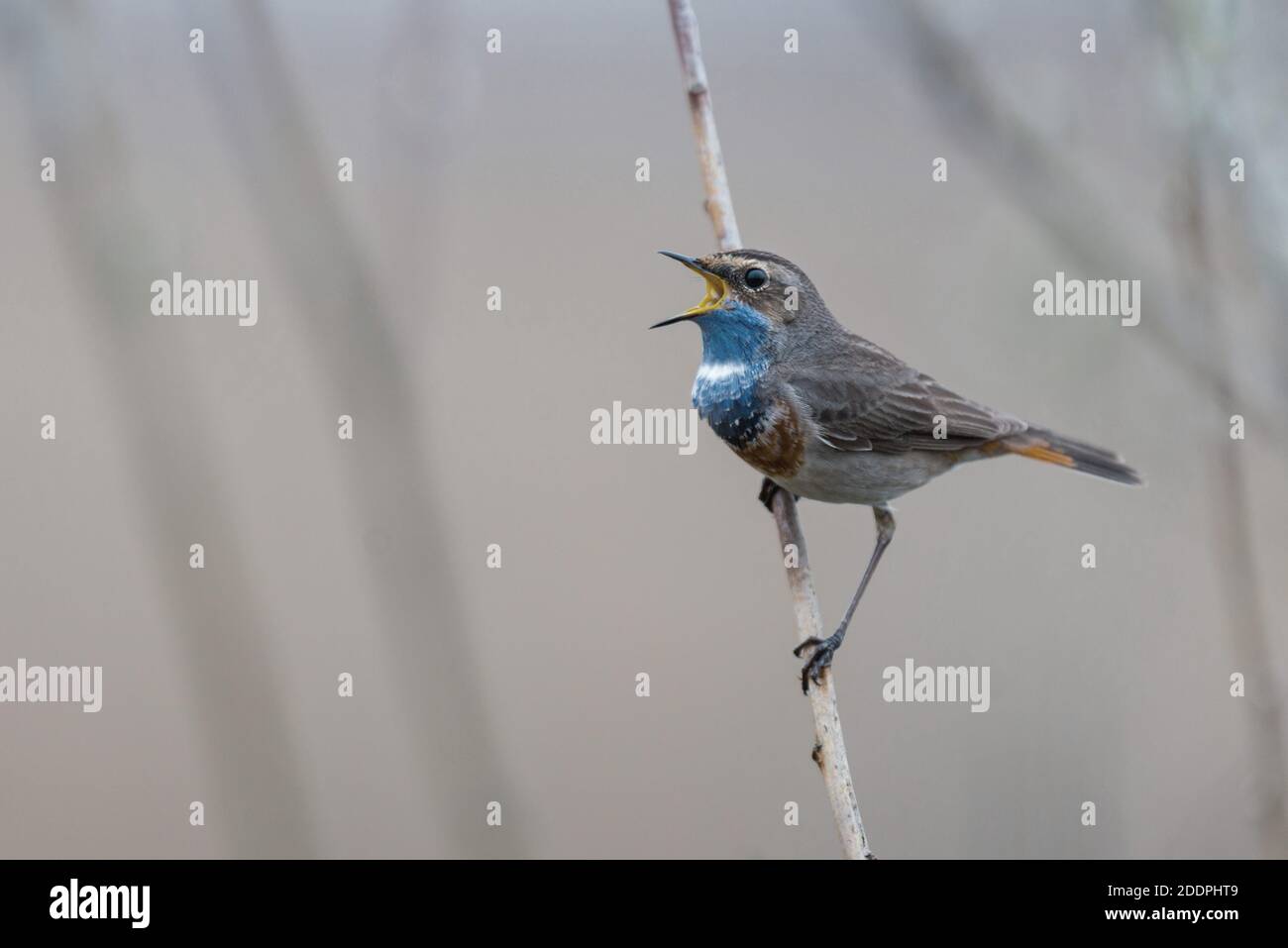 White-spotted Bluethroat (Luscinia svecica cyanecula), male in breeding plumage perches singing at a stem, Germany, Lower Saxony, Goldenstedter Moor Stock Photo