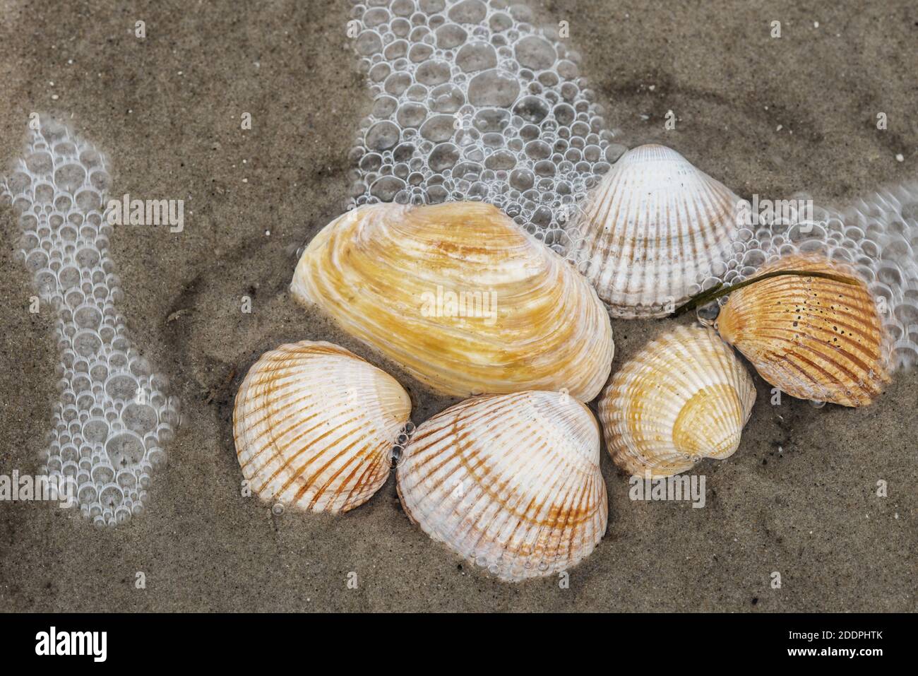 cockles (cockle shells) (Cardiidae), cockle shells on the North Sea