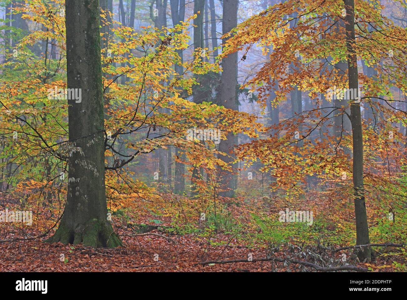 common beech (Fagus sylvatica), beech forest in autumn, Germany, Baden-Wuerttemberg Stock Photo