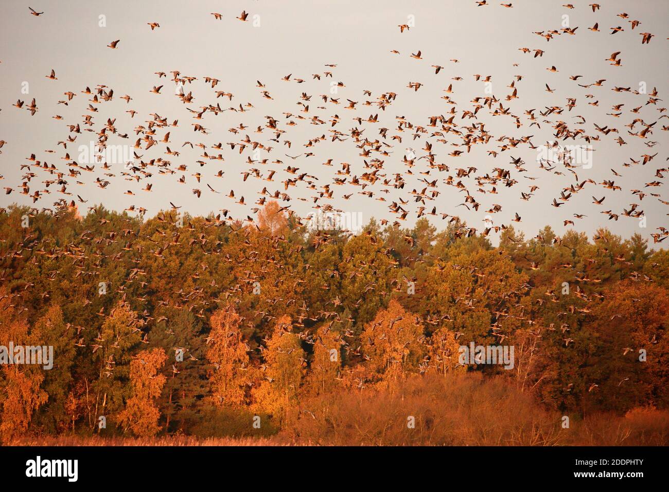 greylag goose (Anser anser), flying flock in autumn, Germany, Saxony, Oberlausitz Stock Photo