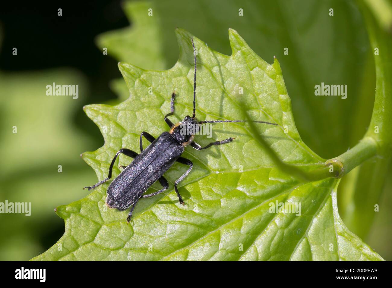 Black soldier beetle (Cantharis obscura, Cantharis bicolor), sitting on a leaf, dorsal view, Germany Stock Photo
